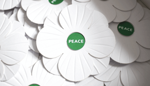 White poppies